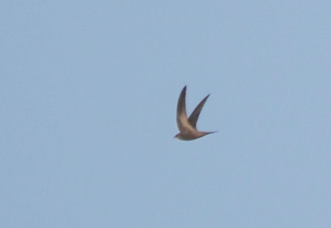 Pallid Swift - Harry Appleyard.