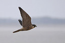 Peregrine - Harry Appleyard.