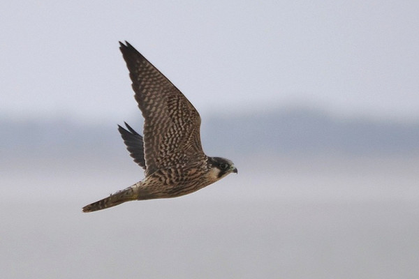 Peregrine - Harry Appleyard.