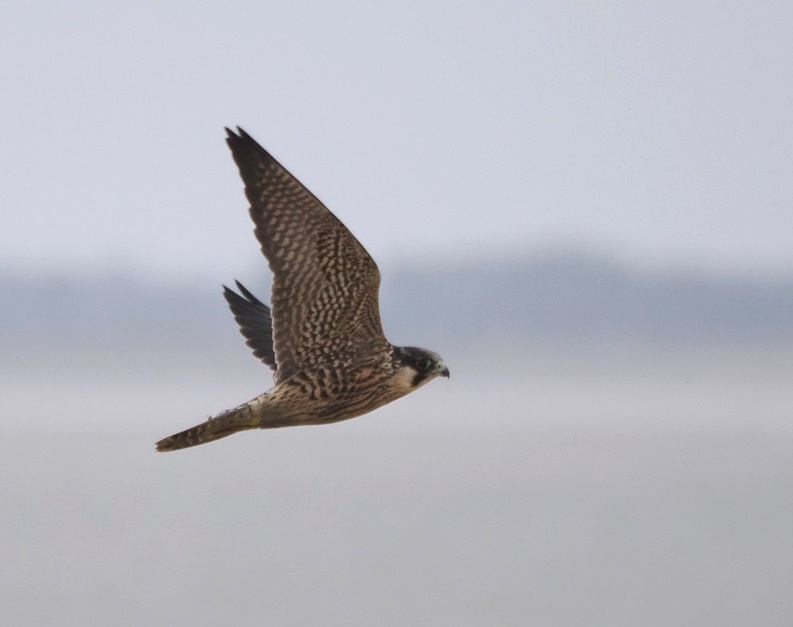 Peregrine - Harry Appleyard.