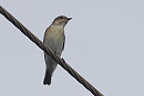 Pied Flycatcher - Harry Appleyard.