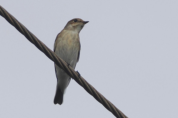 Pied Flycatcher - Harry Appleyard.