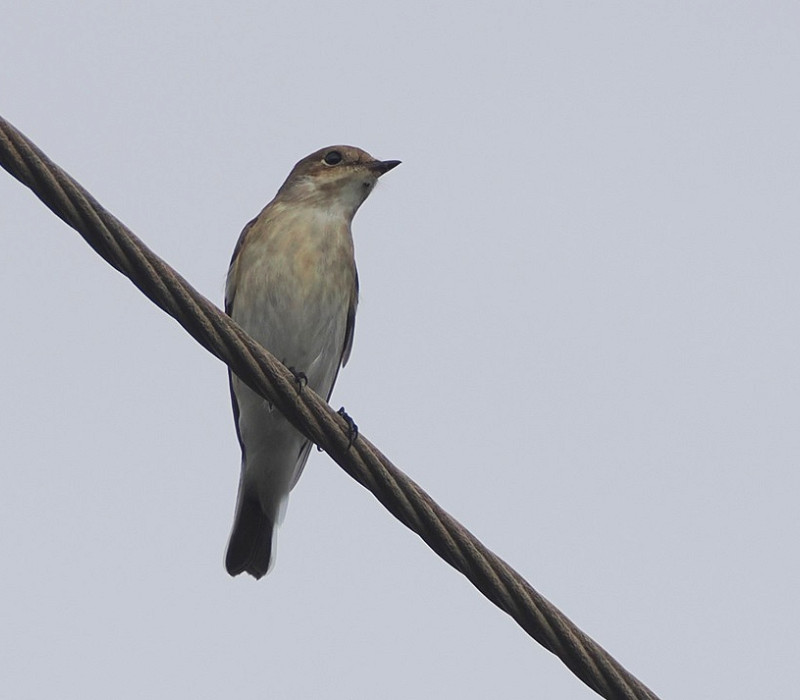 Pied Flycatcher - Harry Appleyard.