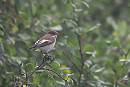 Pied Flycatcher - Harry Appleyard.