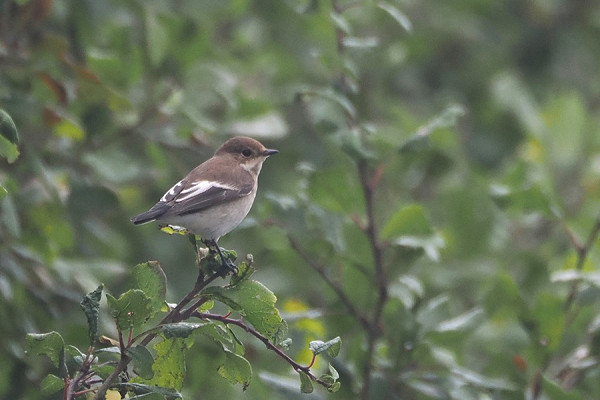 Pied Flycatcher - Harry Appleyard.