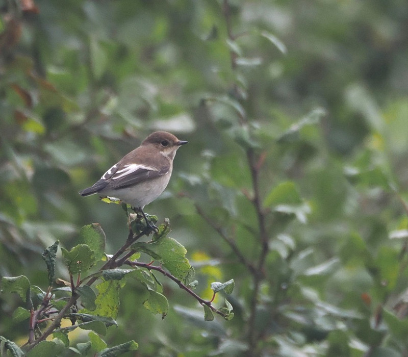 Pied Flycatcher - Harry Appleyard.