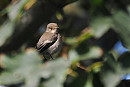 Pied Flycatcher - Harry Appleyard.