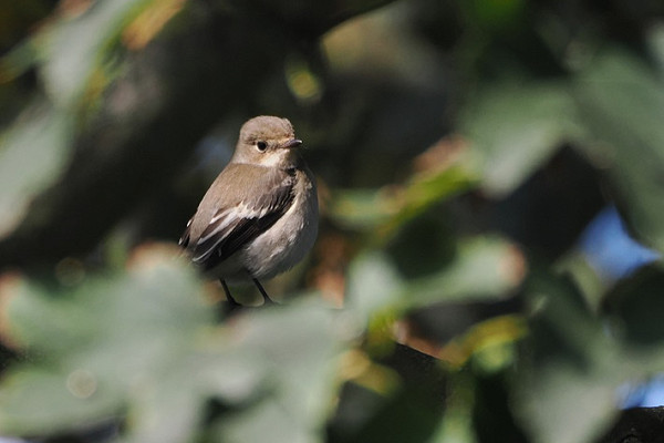 Pied Flycatcher - Harry Appleyard.