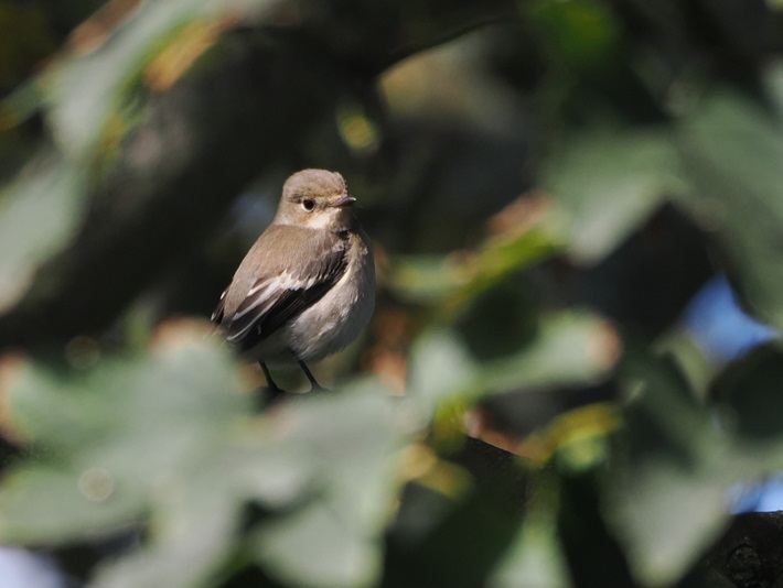 Pied Flycatcher - Harry Appleyard.