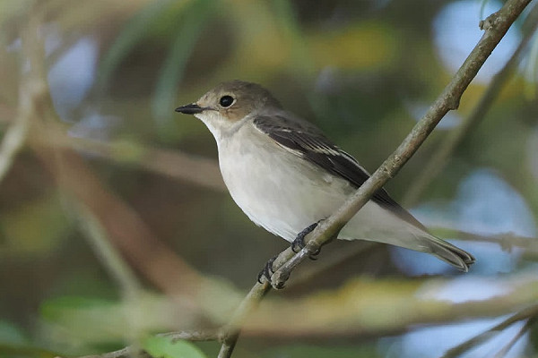 Bird sightings Wednesday, 19 August 2026