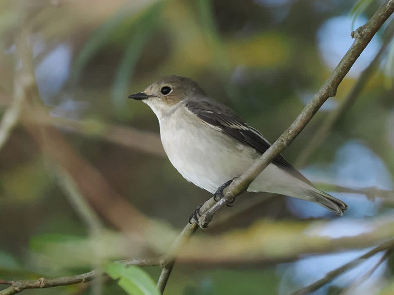 Pied Flycatcher - Harry Appleyard.