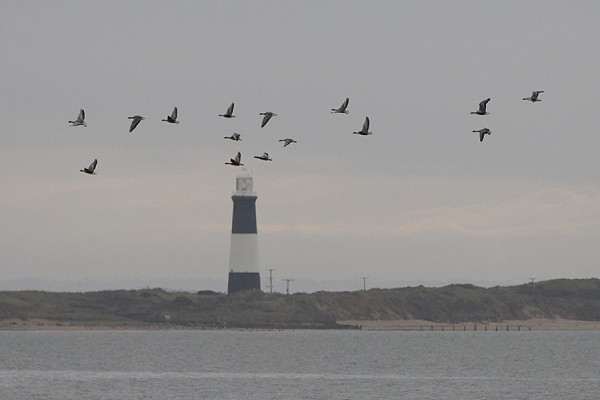 Pink-footed Geese - Harry Appleyard.