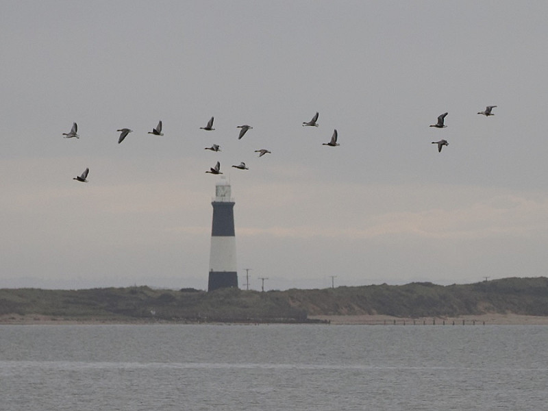 Pink-footed Geese - Harry Appleyard.