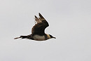 Pomarine Skua - Harry Appleyard.