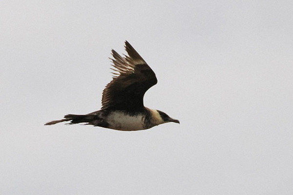 Bird sightings Friday, 26 September 2025