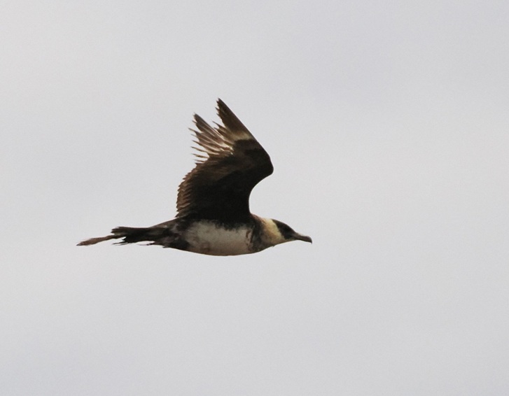 Pomarine Skua - Harry Appleyard.