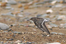 Purple Sandpiper - Harry Appleyard.