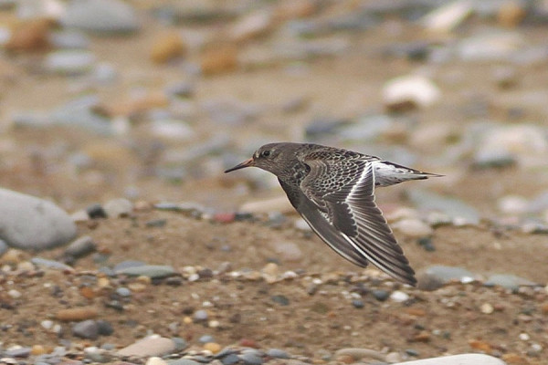 Purple Sandpiper - Harry Appleyard.