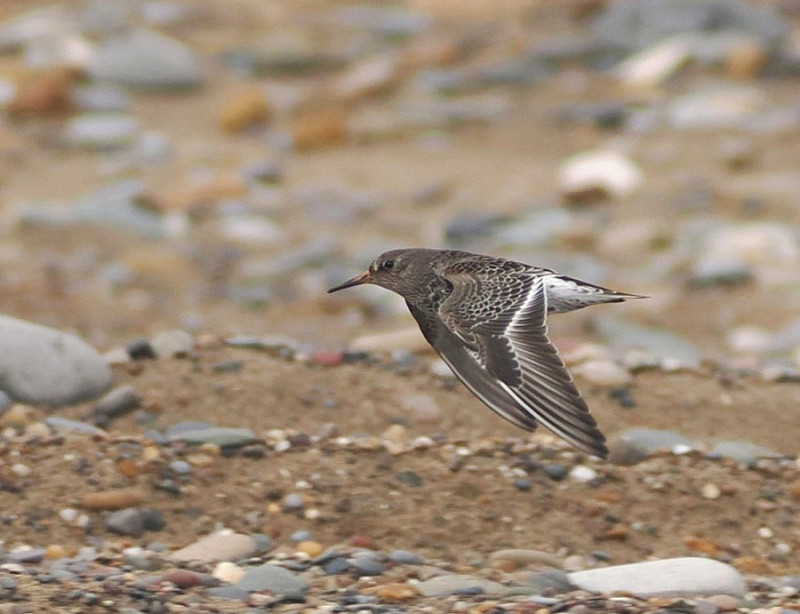 Purple Sandpiper - Harry Appleyard.