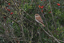 Red-backed Shrike - Harry Appleyard.