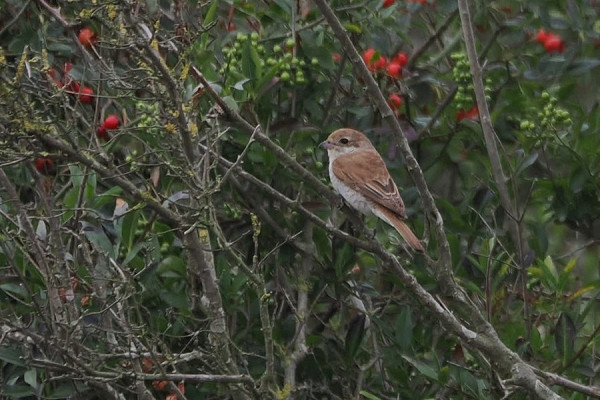Bird sightings Saturday, 29 August 2026