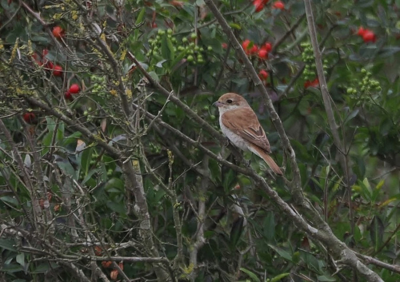 Red-backed Shrike - Harry Appleyard.