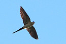 Red-rumped Swallow - Harry Appleyard.