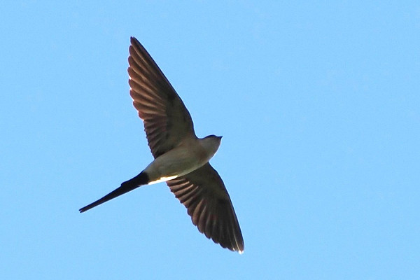 Red-rumped Swallow - Harry Appleyard.