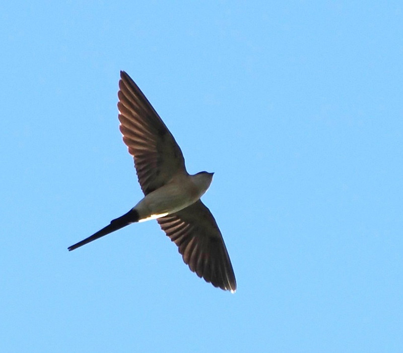 Red-rumped Swallow - Harry Appleyard.