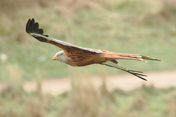 Red Kite - Harry Appleyard.