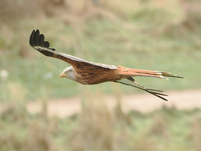 Red Kite - Harry Appleyard.