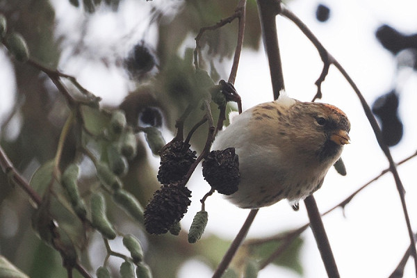 Redpoll - Harry Appleyard.