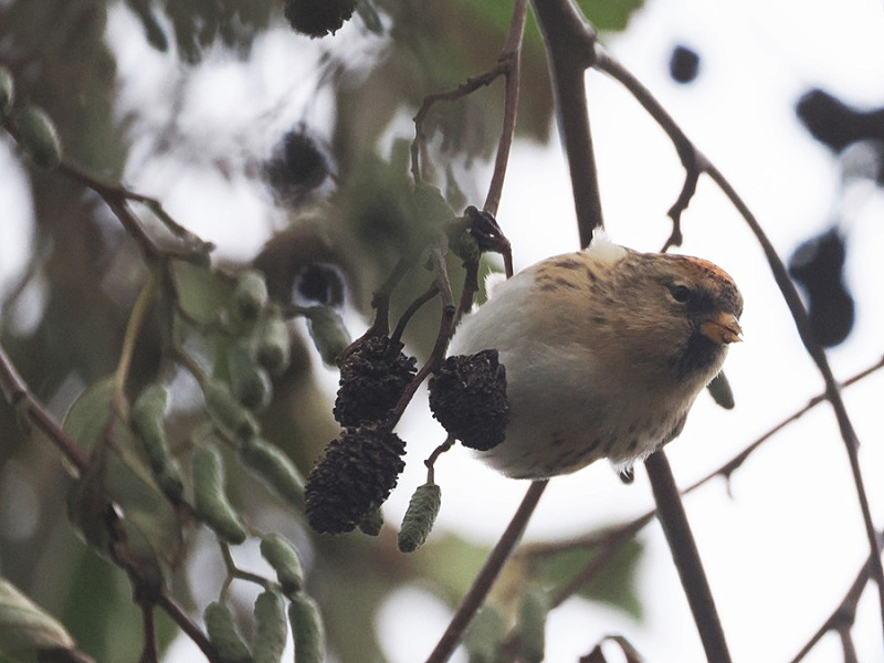 Redpoll - Harry Appleyard.