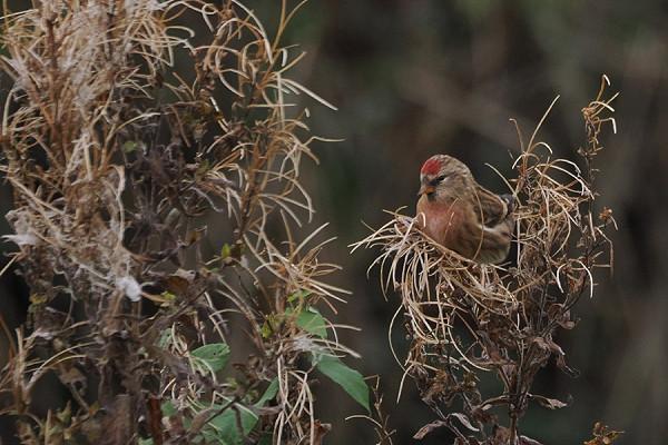 Bird sightings Monday, 03 November 2025