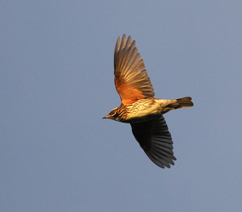 Redwing - Harry Appleyard.