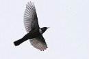 Ring Ouzel - Harry Appleyard.