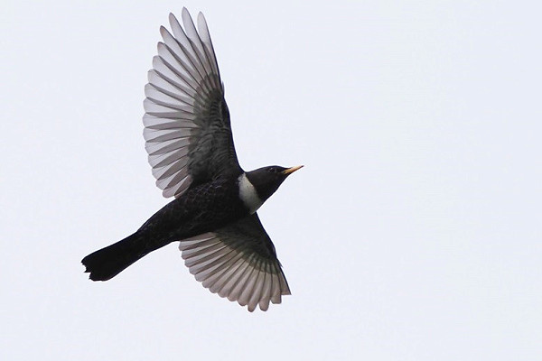 Ring Ouzel - Harry Appleyard.