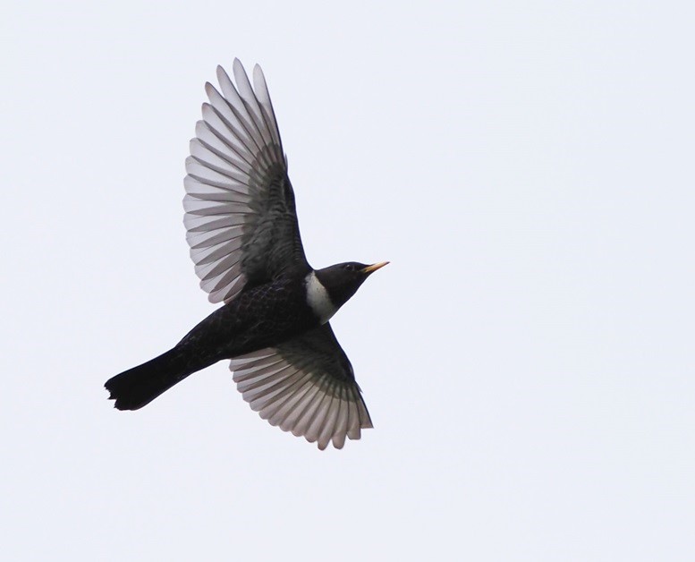 Ring Ouzel - Harry Appleyard.