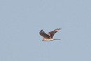 Montagu's Harrier - Harry Appleyard.