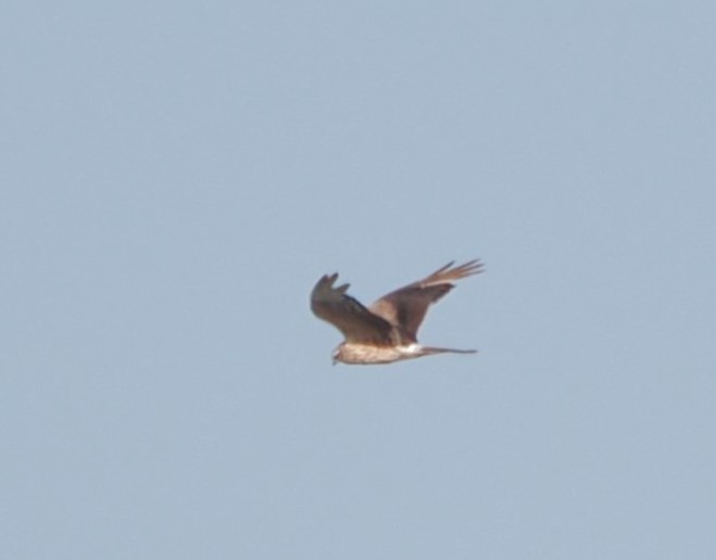 Montagu's Harrier - Harry Appleyard.