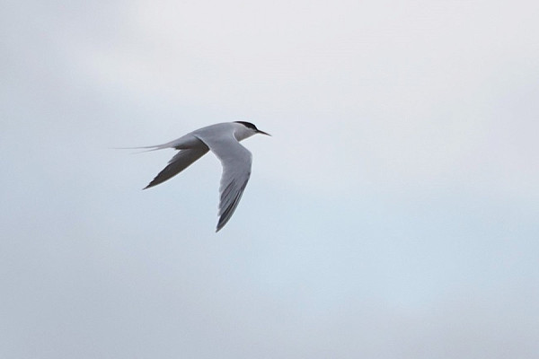 Bird sightings Sunday, 06 July 2025