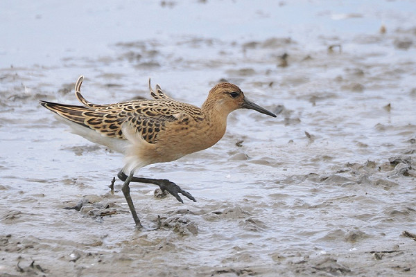 Ruff - Harry Appleyard.