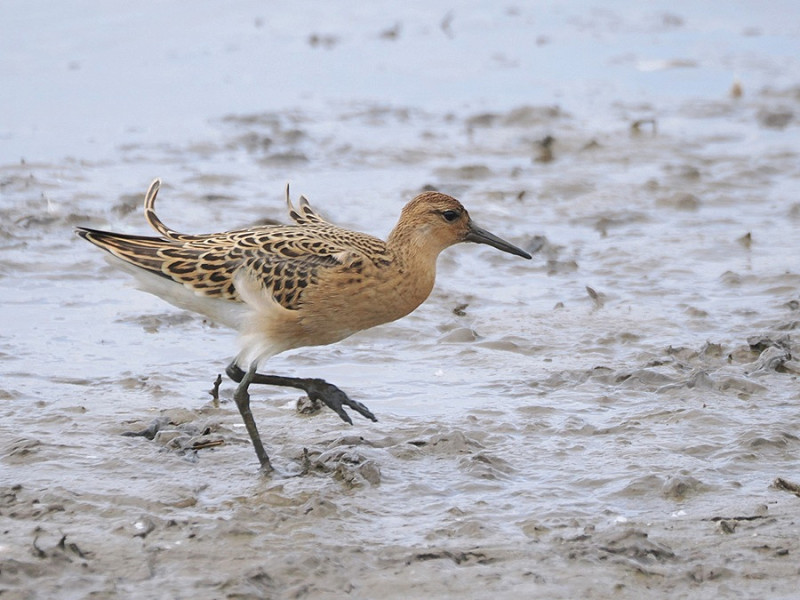Ruff - Harry Appleyard.