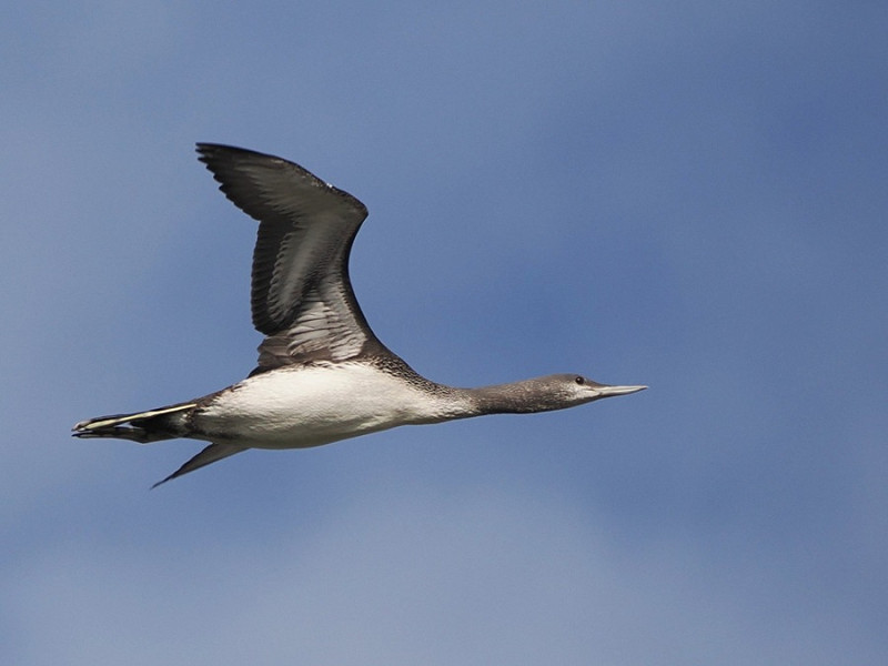 Red-throated Diver - Harry Appleyard.