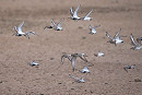Ruff, Dunlin and Sanderlings - Harry Appleyard.