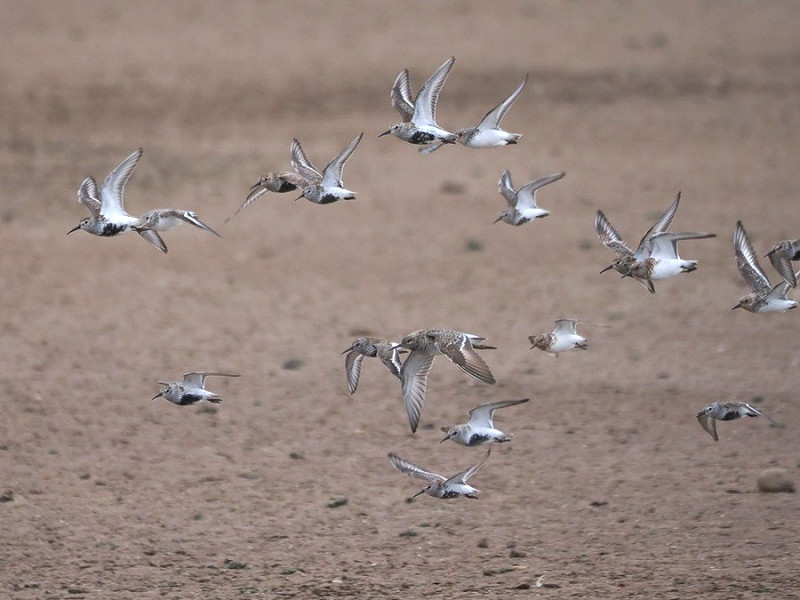 Ruff, Dunlin and Sanderlings - Harry Appleyard.