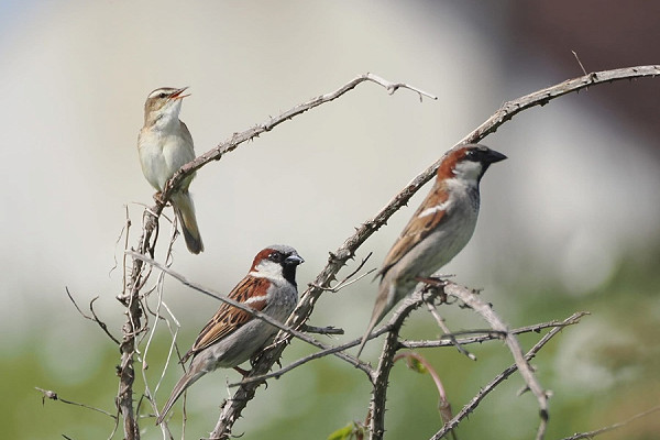 Bird sightings Sunday, 31 May 2026