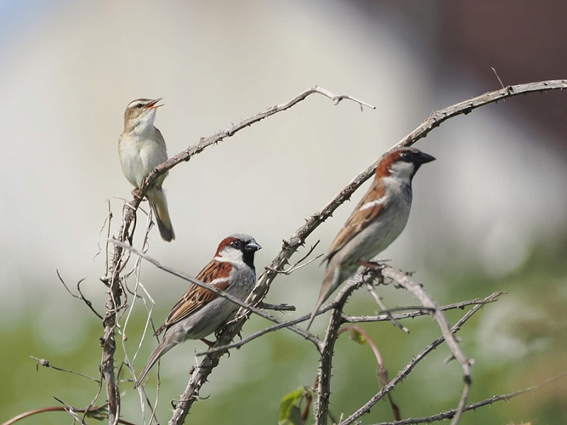 Sedge Warbler with House Sparrows - Harry Appleyard.