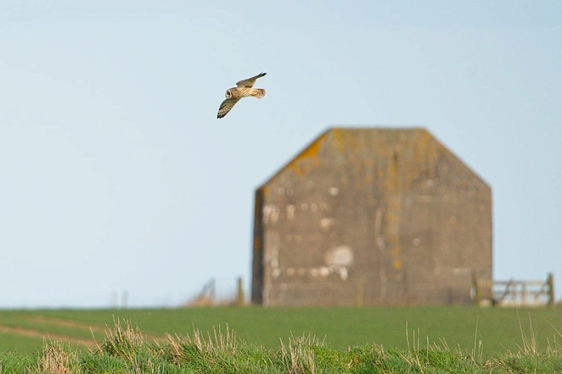 Short-eared Owl - Harry Appleyard.