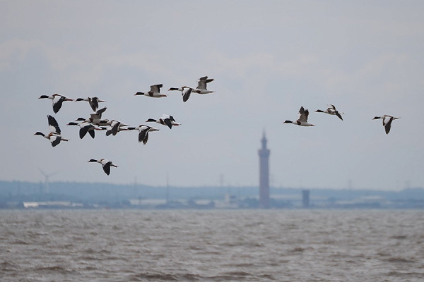 Bird sightings Friday, 04 July 2025